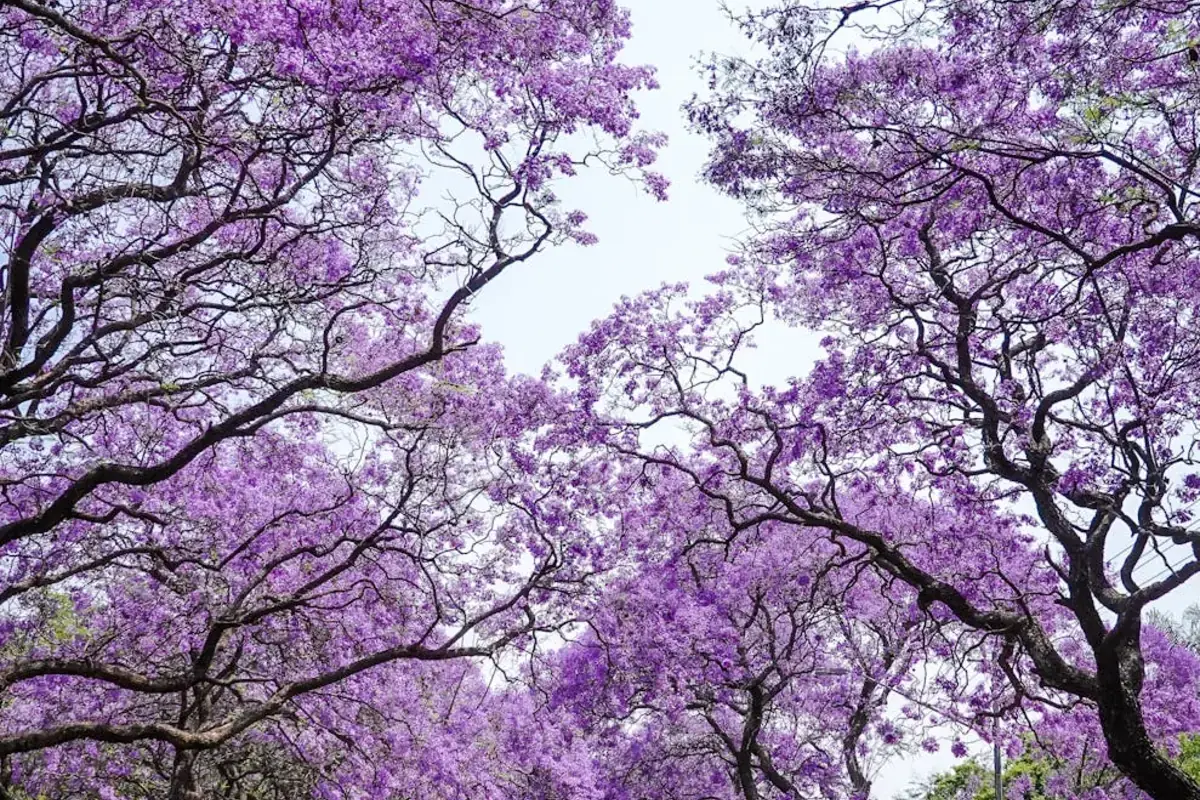 Duct Cleaning in Tamarac, Florida - AC Repair World same-day service